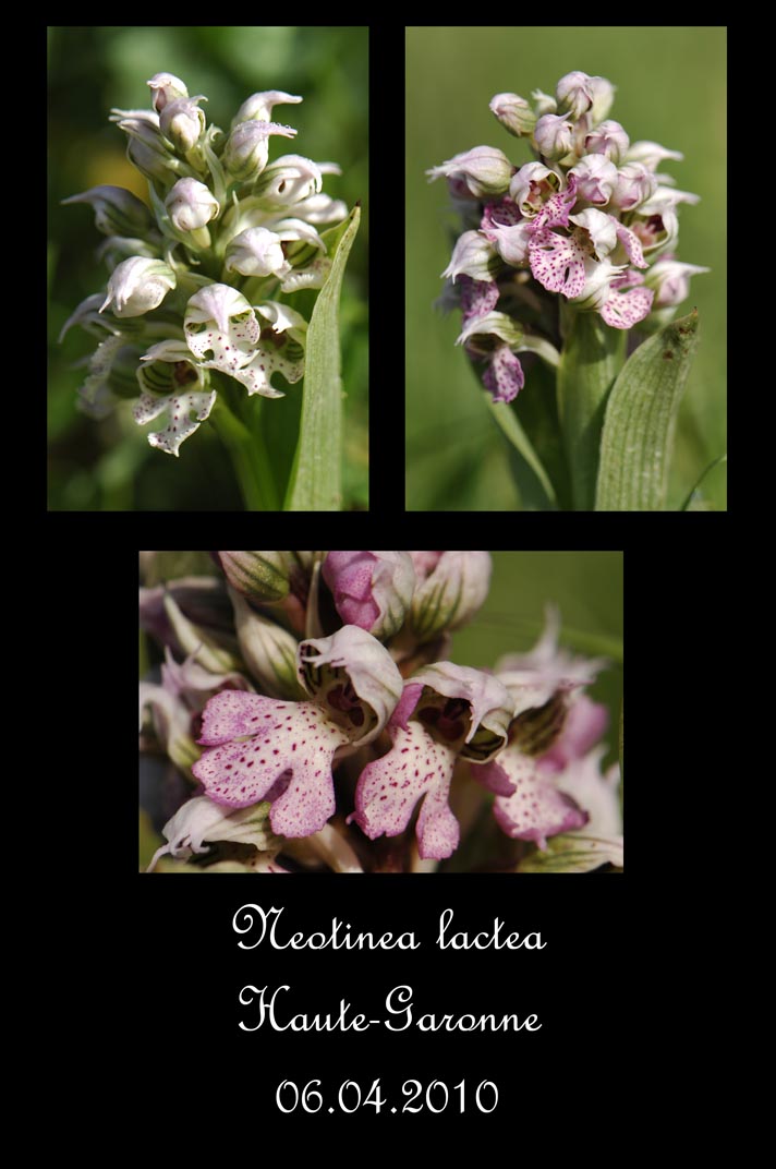 Neotinea lactea ( Orchis couleur de lait ) Montag12