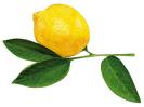Le citron - Page 2 Citron12