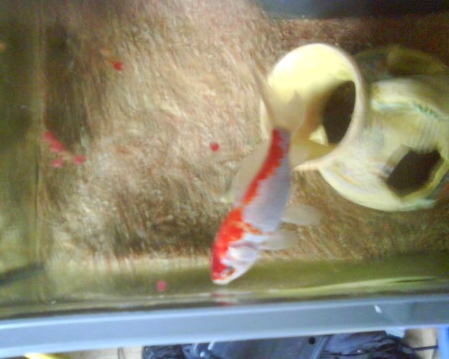 poisson pas betta trs malade Photo123