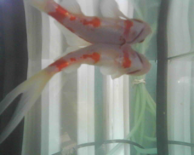 poisson rouge très malade Photo126
