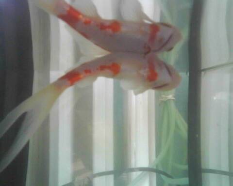 Poisson Rouge Tres Malade Poisson Rouge Tres Malade