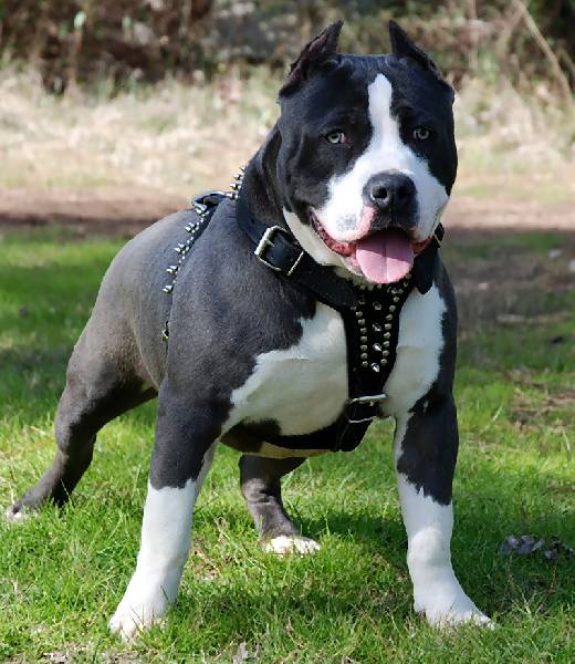 Pitbull alcam Americ10