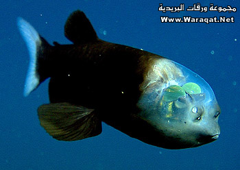 سمكة ذات رأس شفاف Fesh_310