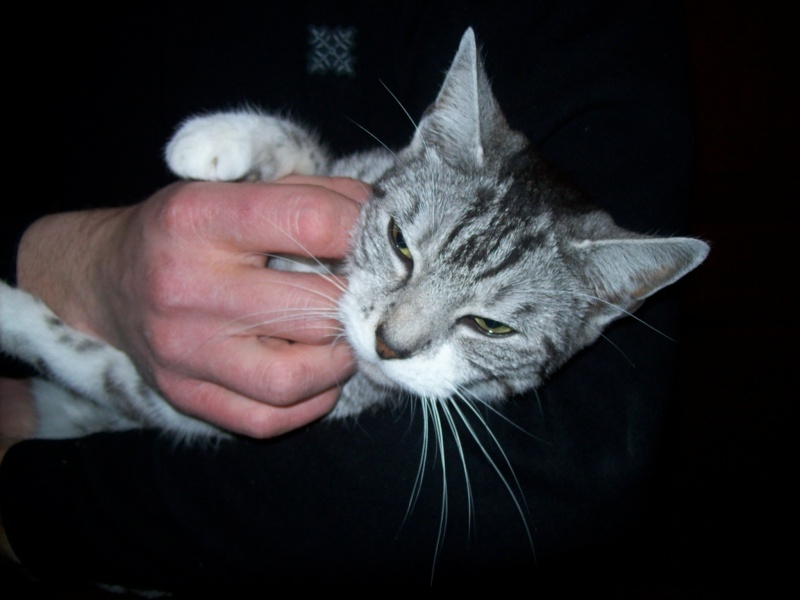 Brume-Nuage, jeune chatte grise tigrée, très originale, environ 9 mois en janvier 2010 - Page 2 101_7111