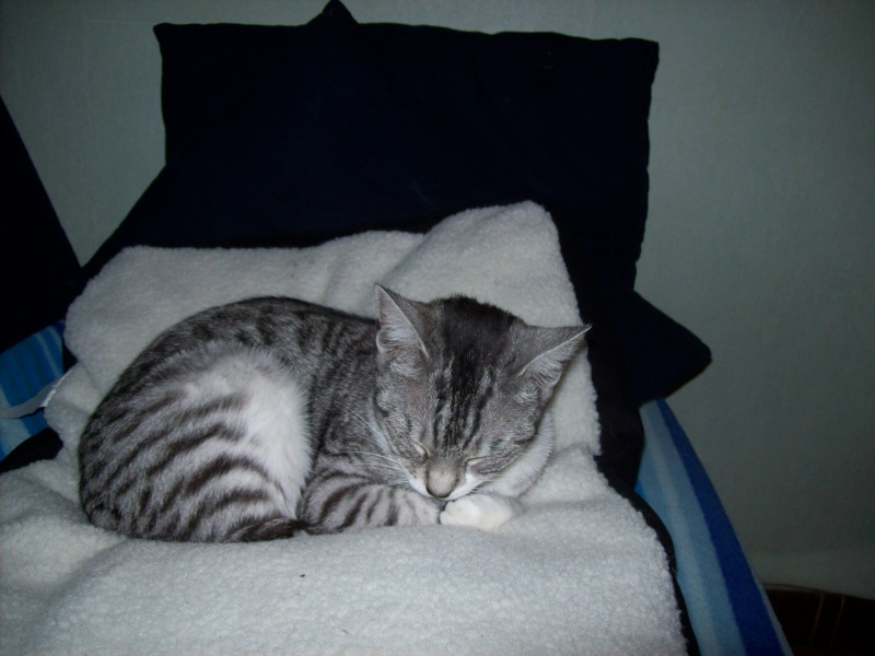 Brume-Nuage, jeune chatte grise tigrée, très originale, environ 9 mois en janvier 2010 - Page 2 101_7211