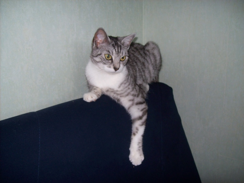 Brume-Nuage, jeune chatte grise tigrée, très originale, environ 9 mois en janvier 2010 - Page 2 101_7213