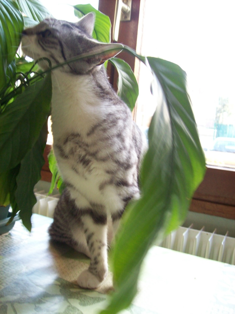 Brume-Nuage, jeune chatte grise tigrée, très originale, environ 9 mois en janvier 2010 - Page 2 101_7214