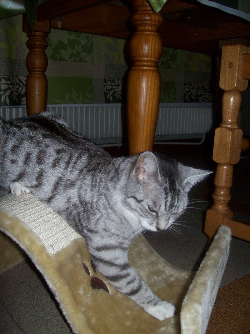 Brume-Nuage, jeune chatte grise tigrée, très originale, environ 9 mois en janvier 2010 - Page 2 101_7313