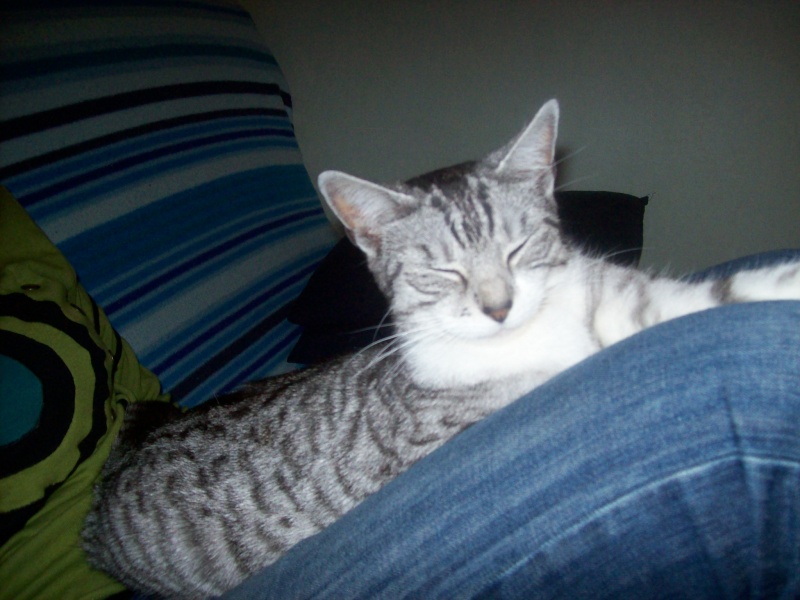 Brume-Nuage, jeune chatte grise tigrée, très originale, environ 9 mois en janvier 2010 - Page 2 101_7315