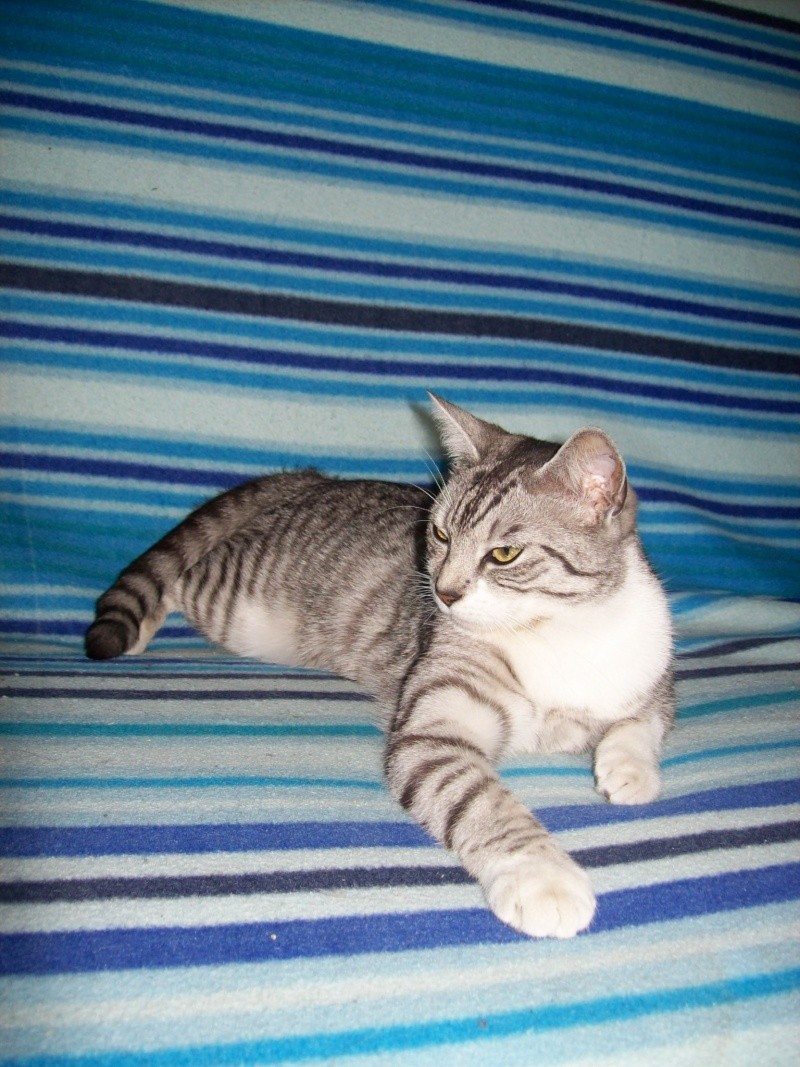 Brume-Nuage, jeune chatte grise tigrée, très originale, environ 9 mois en janvier 2010 - Page 3 101_7412