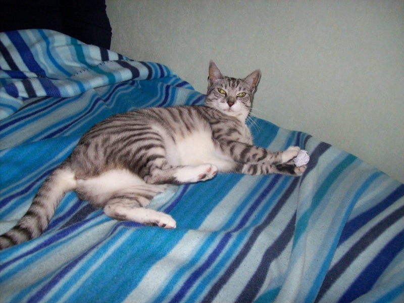 Brume-Nuage, jeune chatte grise tigrée, très originale, environ 9 mois en janvier 2010 - Page 3 Photo_12
