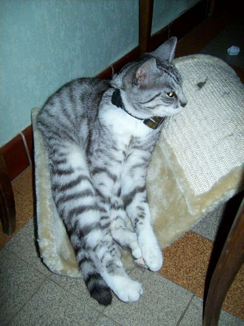 Brume-Nuage, jeune chatte grise tigrée, très originale, environ 9 mois en janvier 2010 - Page 3 Photo_13