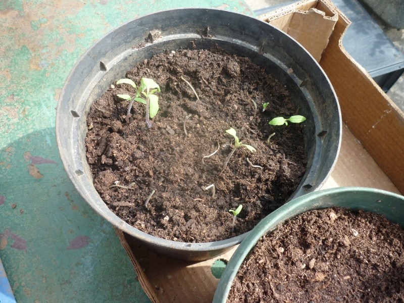 semis de tomates  P1180119