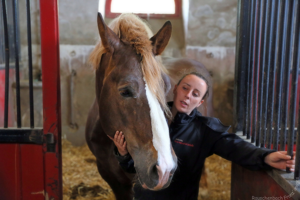 Lamballe et le Haras national de Lamballe 1v4b0827