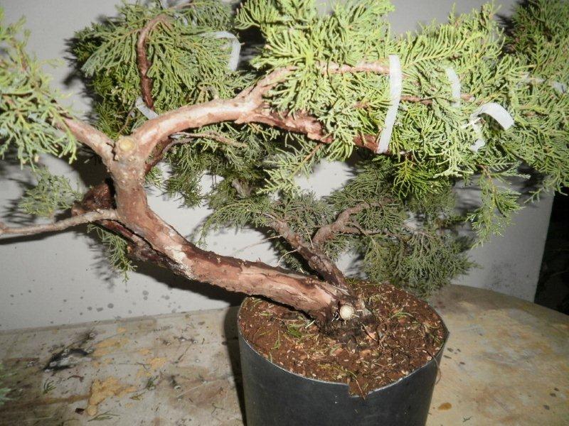 Juniperus styling? 211