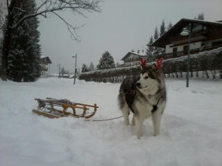 Concorso Fotografico Malamute's Friends 52737010