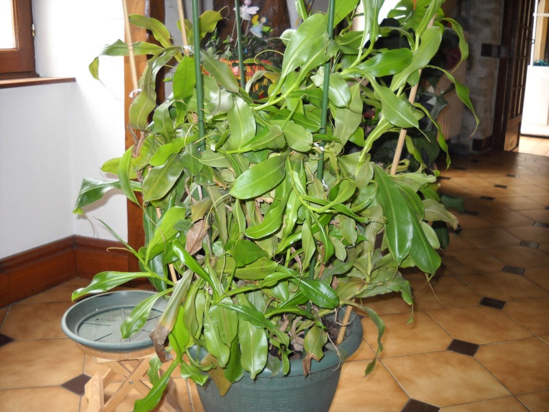 Vieux Nepenthes alata (9 ans) Dscn0511