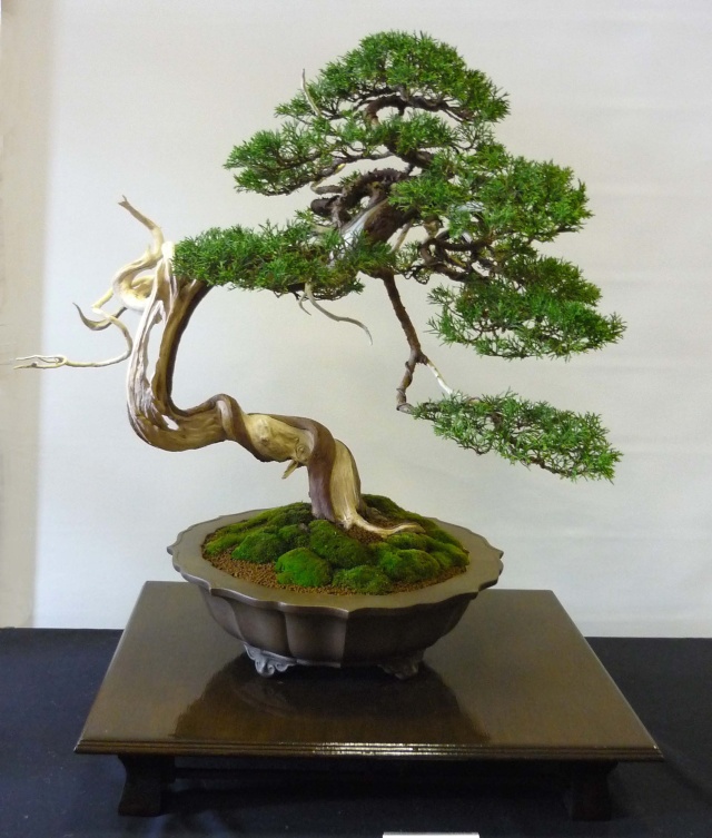 joy of bonsai group photo - Page 2 Pictur54
