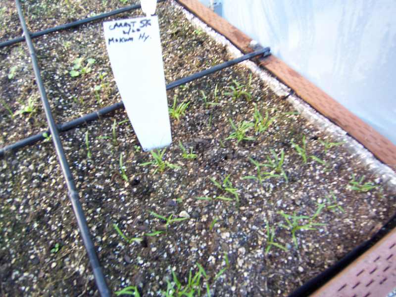 Modified TT SFG vs. Cold Frame Carrot10