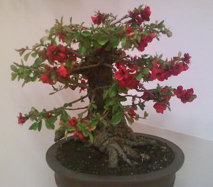 Flowering quince 8c10