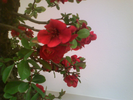 Flowering quince 9c10