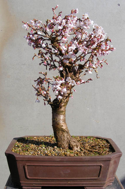 Fuji Cherry (Prunus incisa Kojo-no-mai) Dscf1112