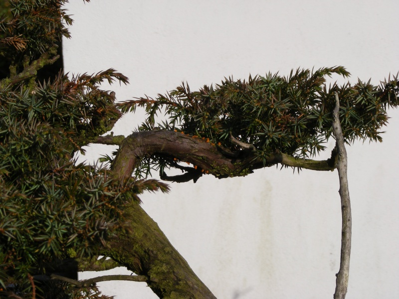 Juniperus communis - yamadori 2007 Dscf1114