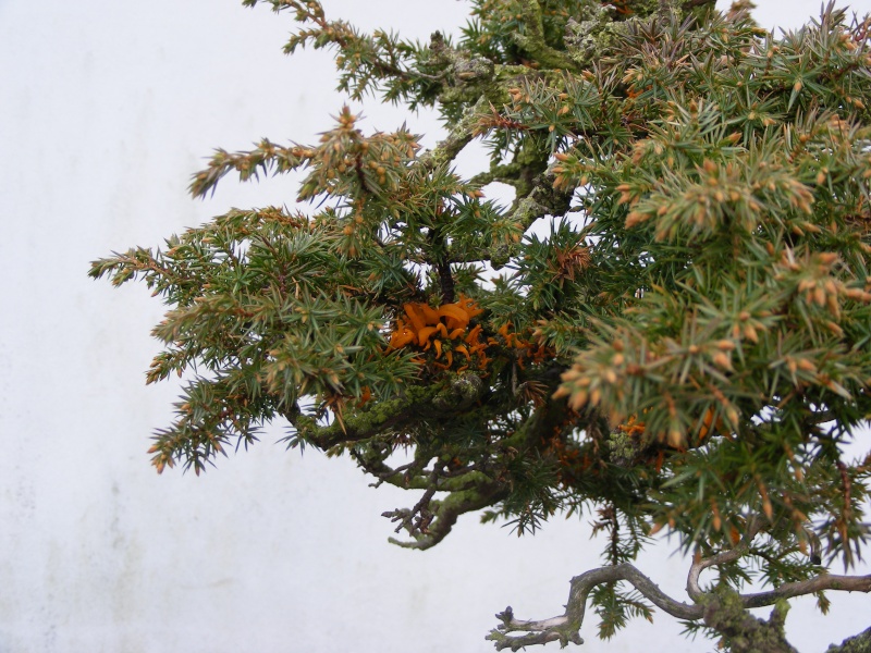 Juniperus communis - yamadori 2007 Dscf1310