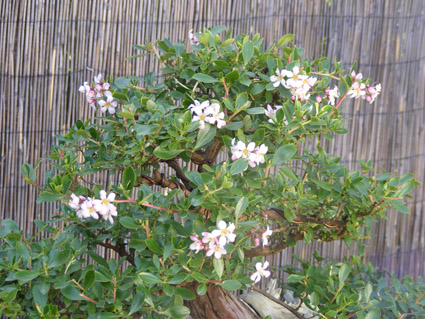 Escallonia Flowering Dscf1511