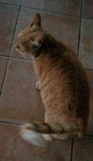 Chat roux, 5 ans, Var Chat_r12