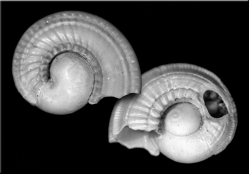 Architectonicidae - † Nipteraxis plicatus (Lamarck, 1804) - Koroni (Grèce) Nipter10