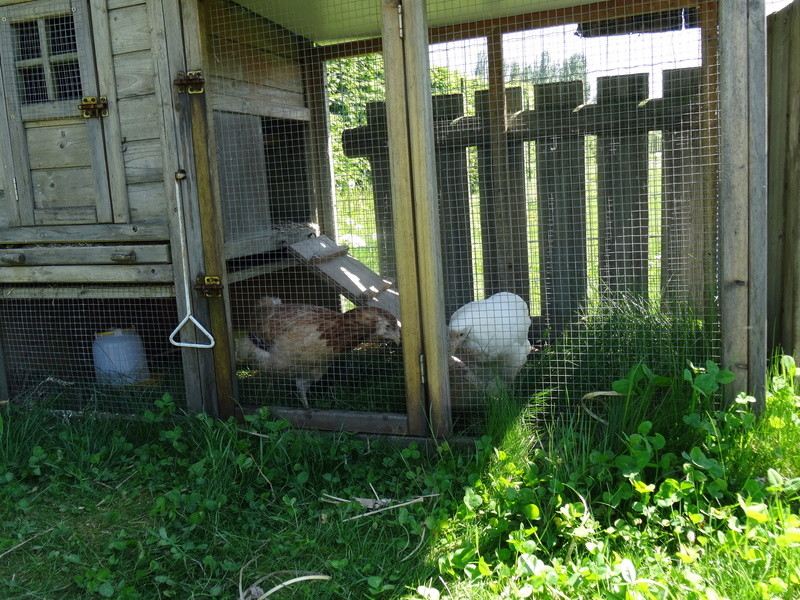 Céleste et Comète, nos Araucana - Page 2 Dsc00544