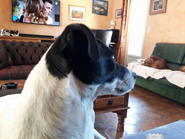 box p5  LOLA jack russel femelle blanc/noir de 4 ans, patte arrière avec handicap -  refuge de Béthune (62)  23022210