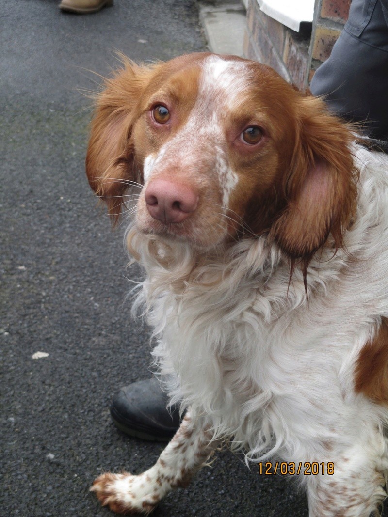 Django épagneul breton male 8 ans - refuge de Béthune (62) 28943910