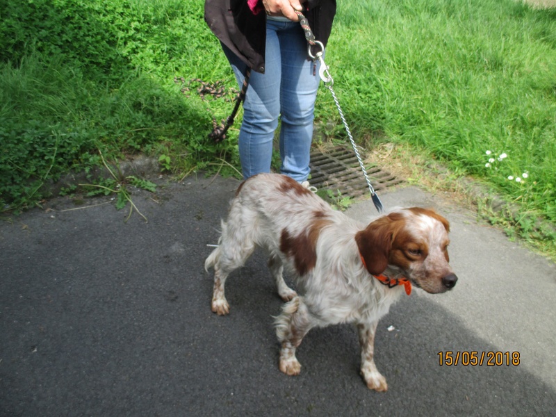 Sydney epagneul breton male 1 an - refuge de Béthune (62) 32384010