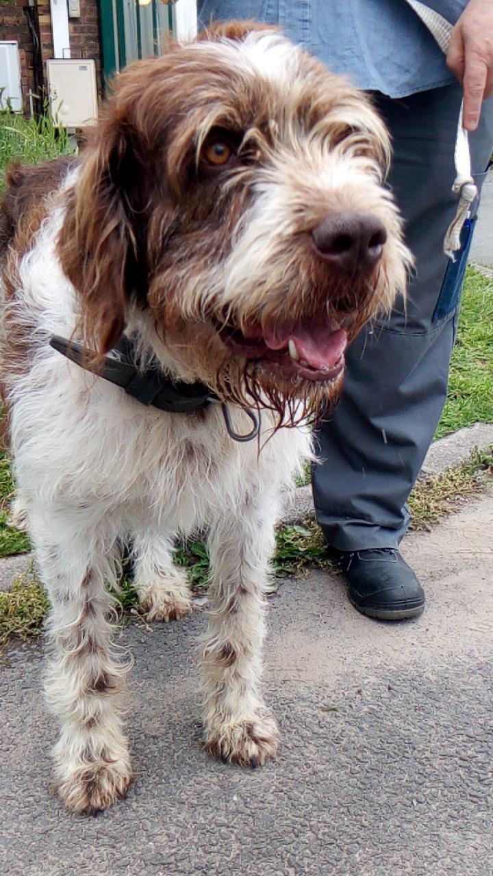 GAROU, korthal mâle 7 ans de Béthune - - La Tribu de Sapeur (14)  33889410