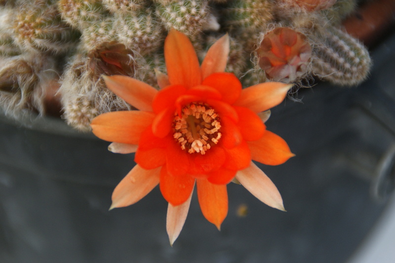 fleurs de cactus et  Aizoaceae au fil des saisons  (II) - Page 7 Dsc04923