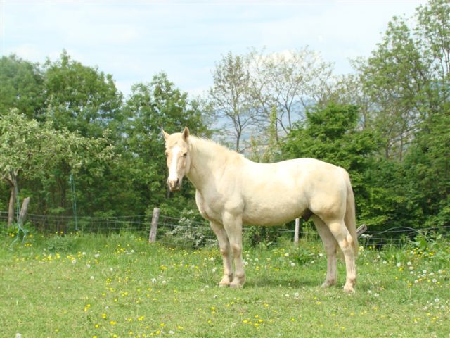 Aide pour monter mes chevaux Hondo_18