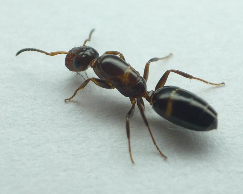 Муравьи Camponotus truncatus солдат