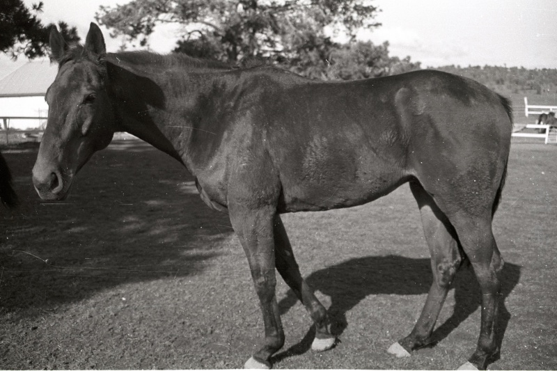 Hairiest Pony, Galloway or Horse Magic_10