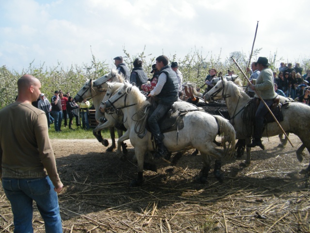 Mudaison le 18 04 2010 11h Toros142