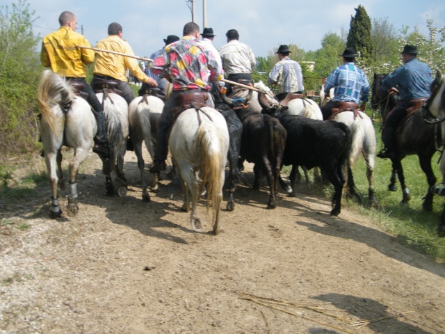 Mudaison le 18 04 2010 11h Toros153