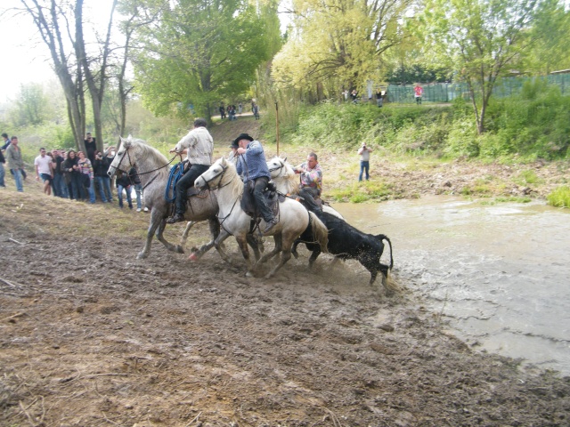 Mudaison le 18 04 2010 11h Toros158