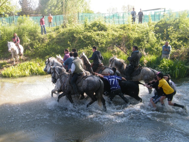 Mudaison le 18 04 2010  17h Toros189