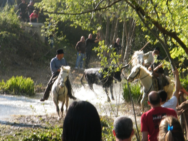 Mudaison le 18 04 2010  17h Toros192