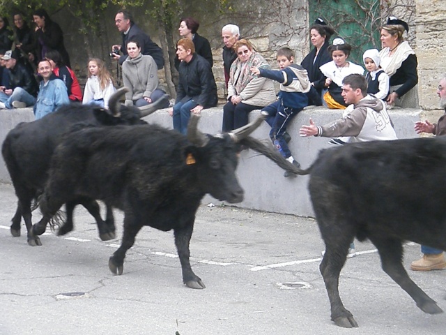 Beauvoisin le 28032010 matin Toros_22