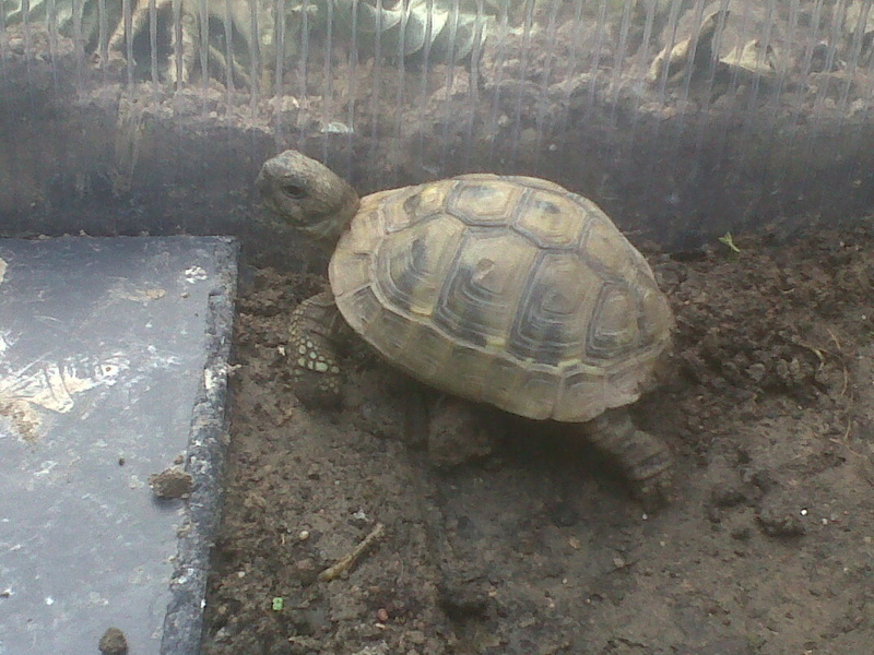 Je galère depuis plusieurs mois avec ma tortue  Img-2011