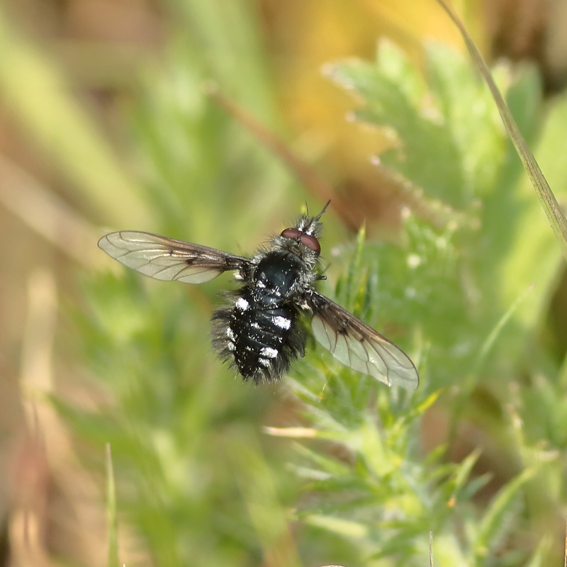 Un bombyle pour détermination, svp. 9g2a8710