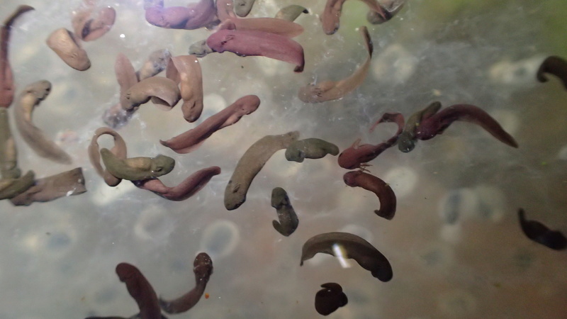 [Rana temporaria] tétards de grenouille rousse dans le sud ouest de l'Ille-et-Vilaine P1271310