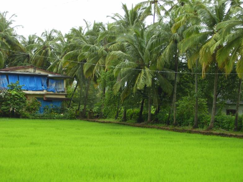 Our Kerala!!!! The Beautiful Kerala!!!!! - Page 2 Entegr12